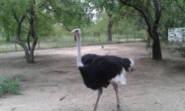 An ostrich ‪Kinyonga Reptile Center‬