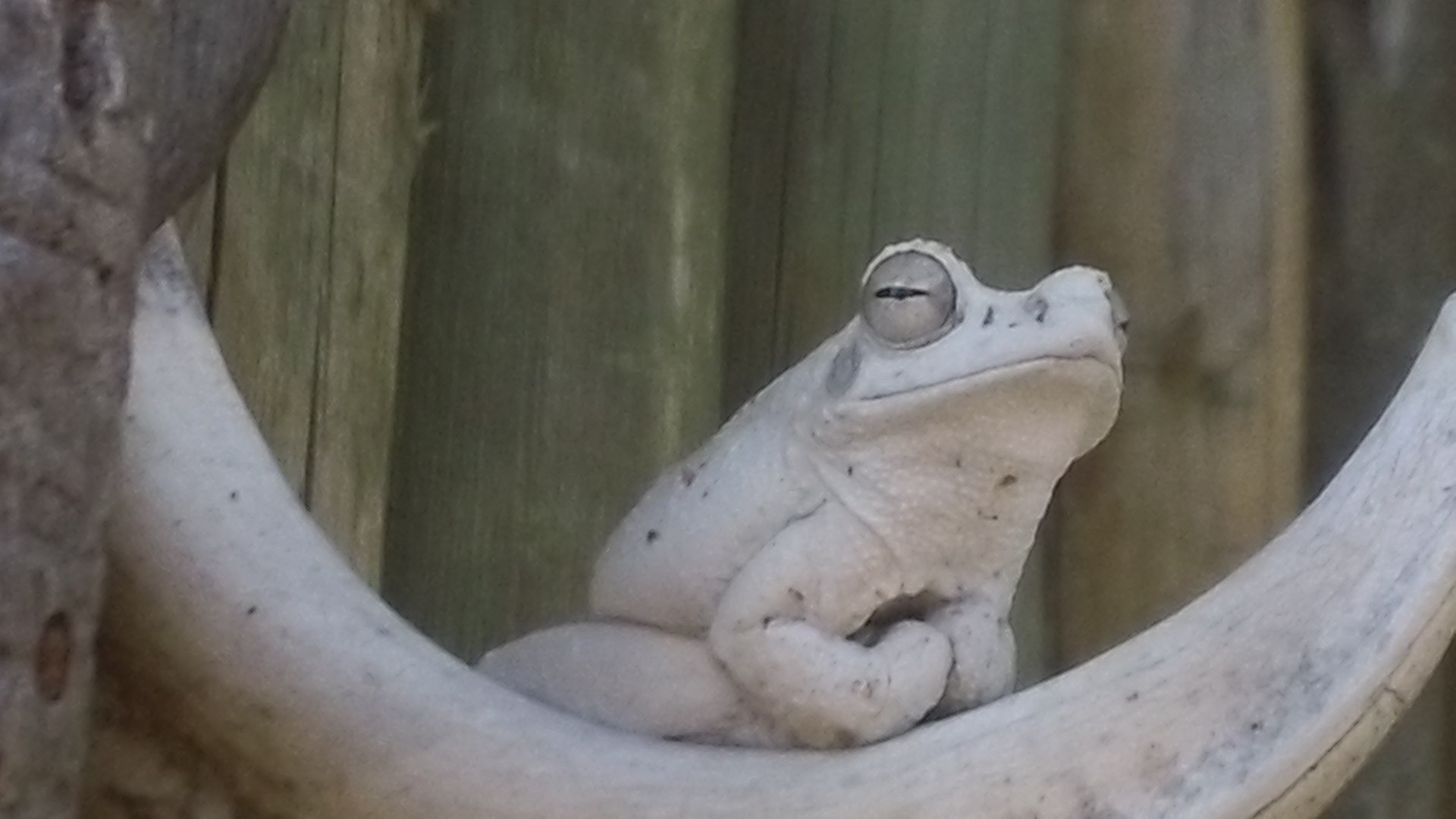 A frozen frog on an elephant tusk statue