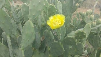 Invasive cactus species in Limpopo rural