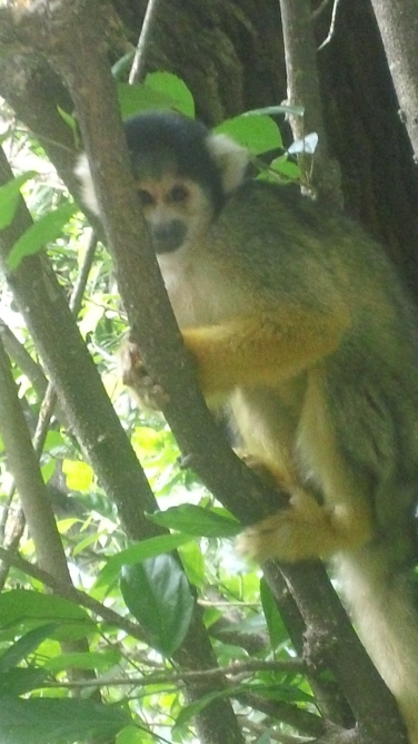 Monkey 2 ‪Kinyonga Reptile Center‬