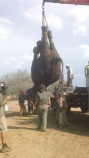 Transfering an Elephant