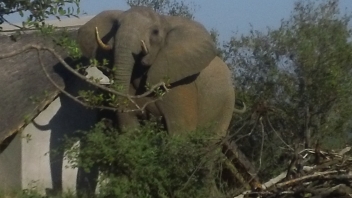 In volunteer camp elephant