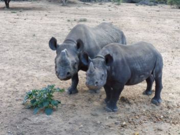 Mother and calf Kruger national park