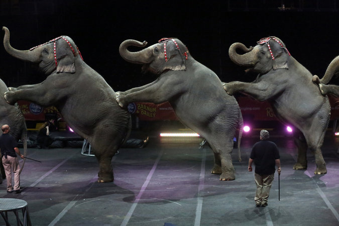 A photo from The Ringling Bros. circus show